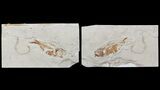 Cretaceous Fossil Fish & Worm (Pos/Neg) - Lebanon #70434-1